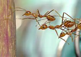 Cooperación: Lecciones de la Naturaleza