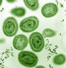 Micro-diversity within bi-polar eukaryotic picoplankton