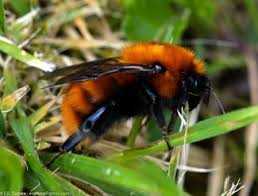 Is continuous importation of European bumble bees driving the Patagonian bumble bee to extinction?